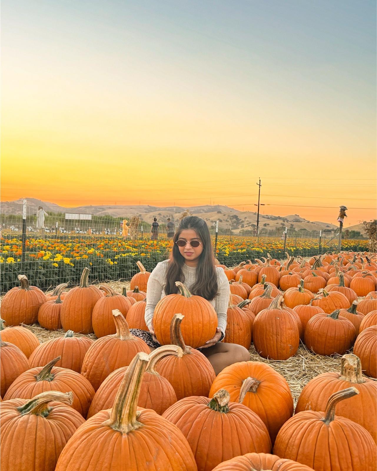 Bay Area Pumpkin Patches