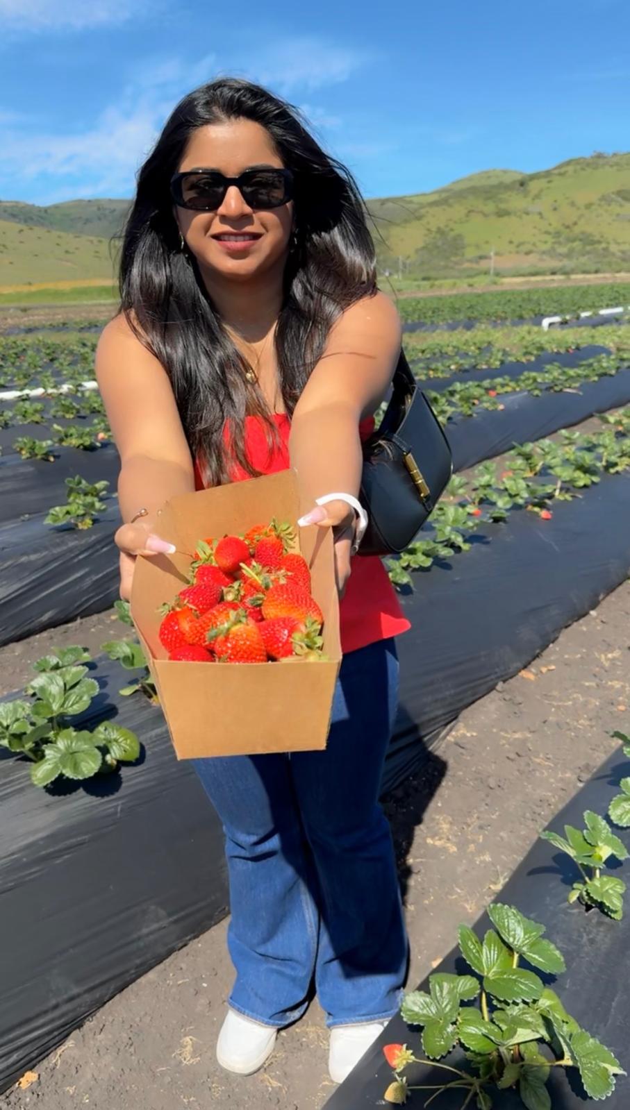 U-Pick Strawberry Farms