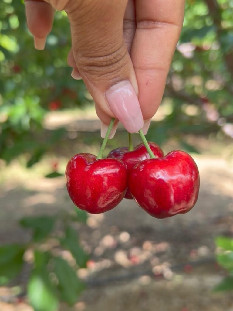 Brentwood Cherry Picking