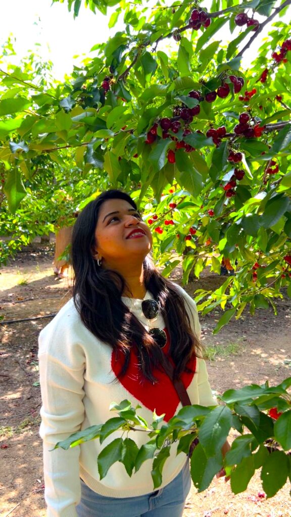 U-Pick Cherry Farms