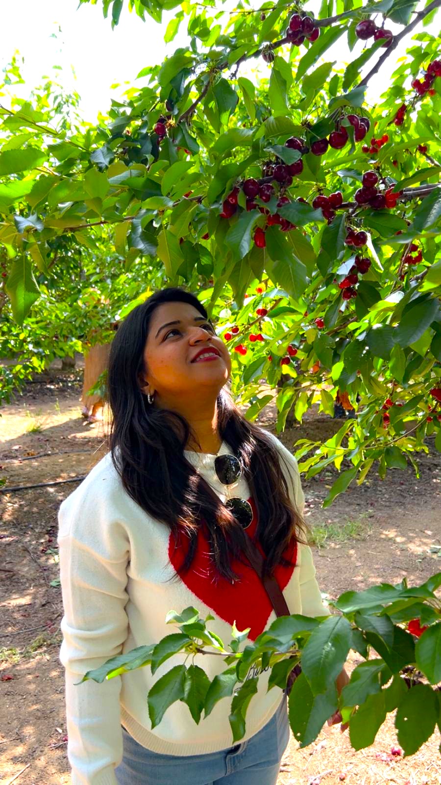 U-Pick Cherry Farms